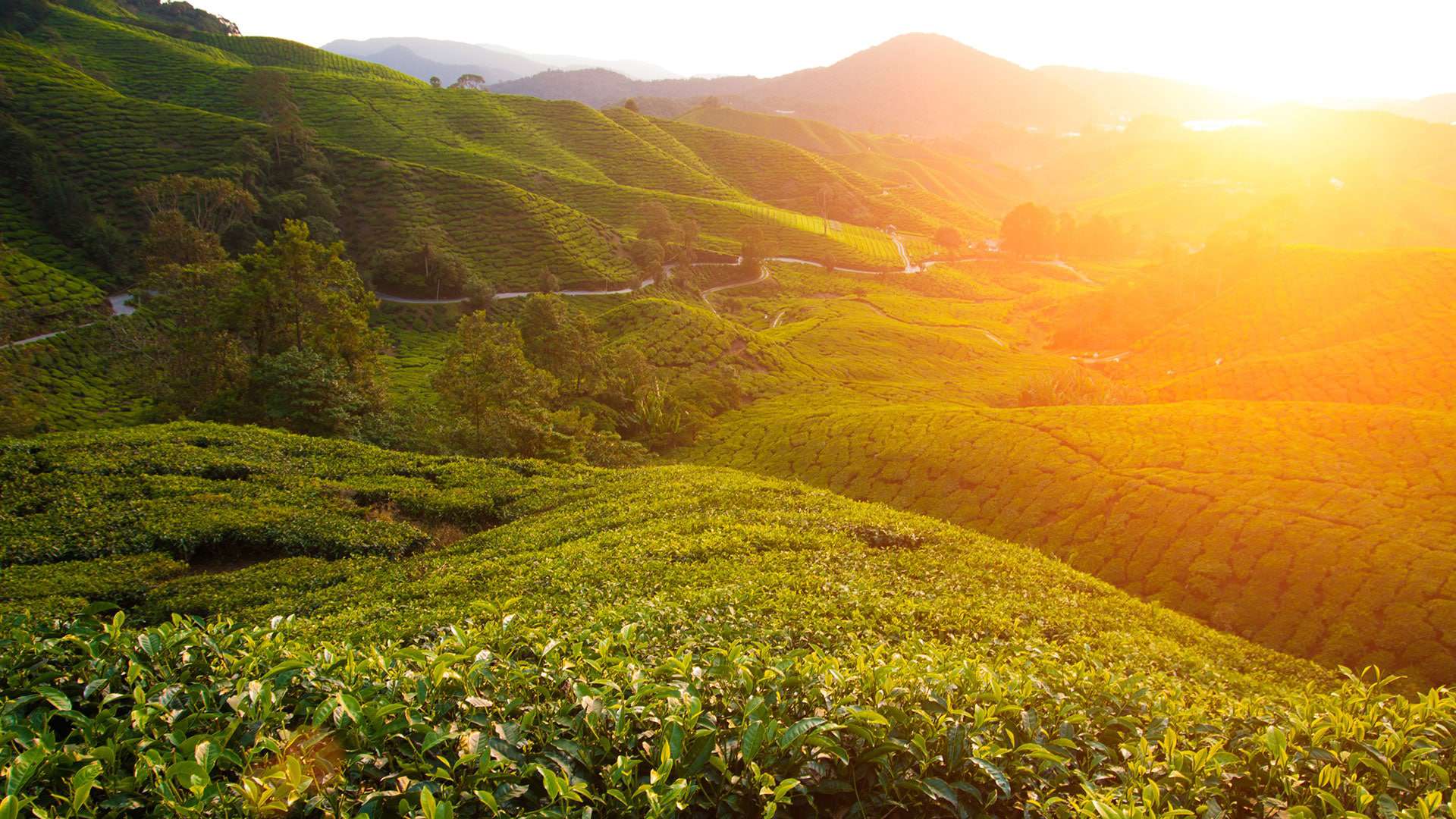 TNB to move into digitalization